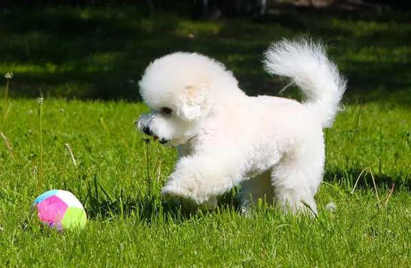 比熊犬怎么训练它