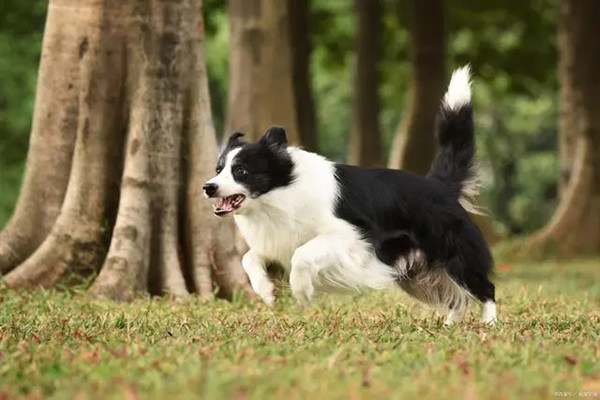 边境牧羊犬吃什么东西