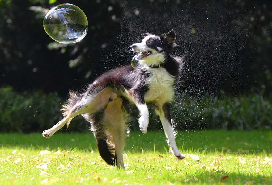 宠物狗边境牧羊犬图片 聪明的边境柯利犬