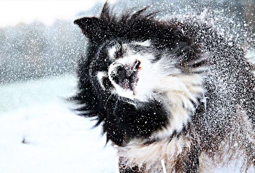 宠物狗边境牧羊犬图片 聪明的边境柯利犬