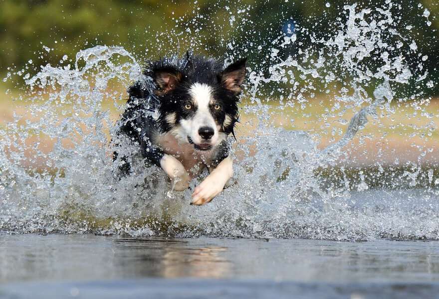 宠物狗边境牧羊犬图片 聪明的边境柯利犬