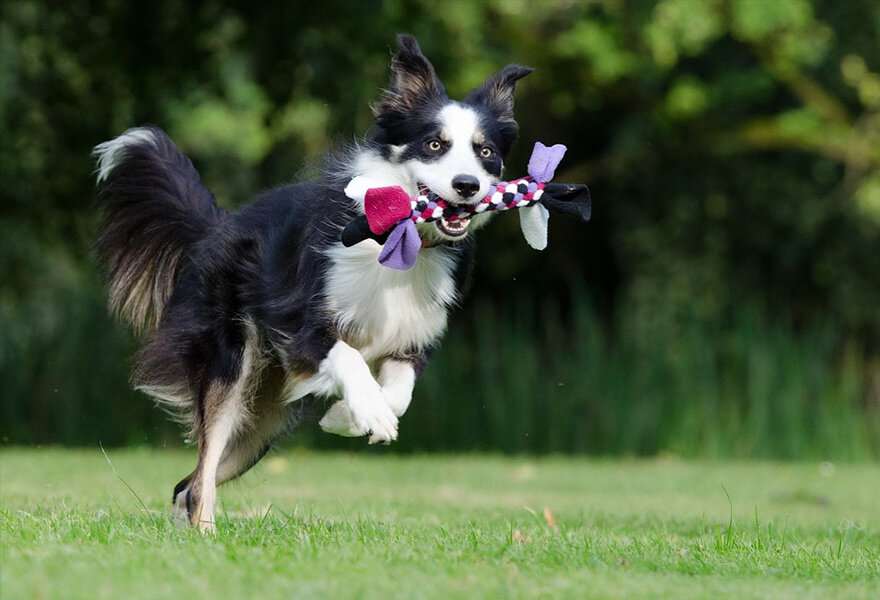 宠物狗边境牧羊犬图片 聪明的边境柯利犬