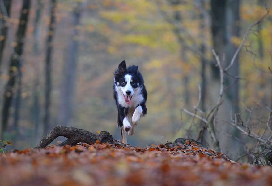 宠物狗边境牧羊犬图片 聪明的边境柯利犬