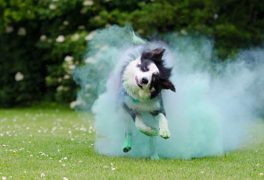 宠物狗边境牧羊犬图片 聪明的边境柯利犬