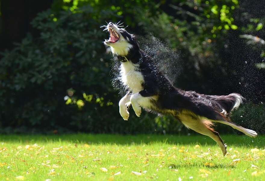 宠物狗边境牧羊犬图片 聪明的边境柯利犬