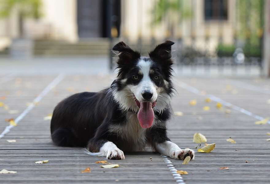 宠物狗边境牧羊犬图片 聪明的边境柯利犬