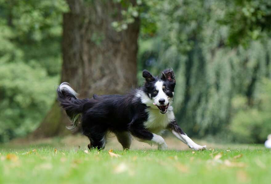 宠物狗边境牧羊犬图片 聪明的边境柯利犬