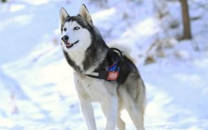 哈士奇/西伯利亚雪橇犬