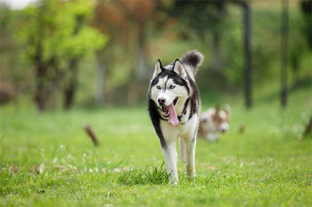 哈士奇资料介绍和图片 哈士奇犬多少钱好养吗