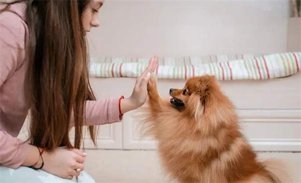 博美犬要如何饲养，博美犬饲养注意事项