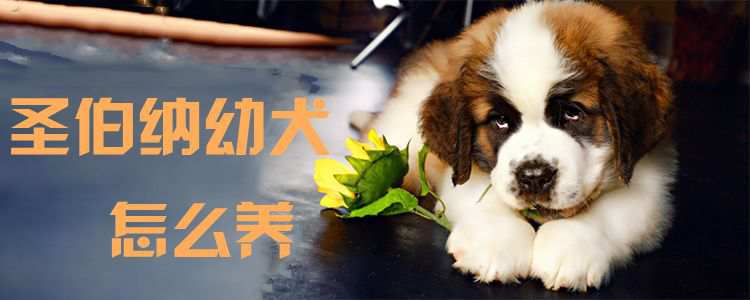 圣伯纳幼犬怎么养