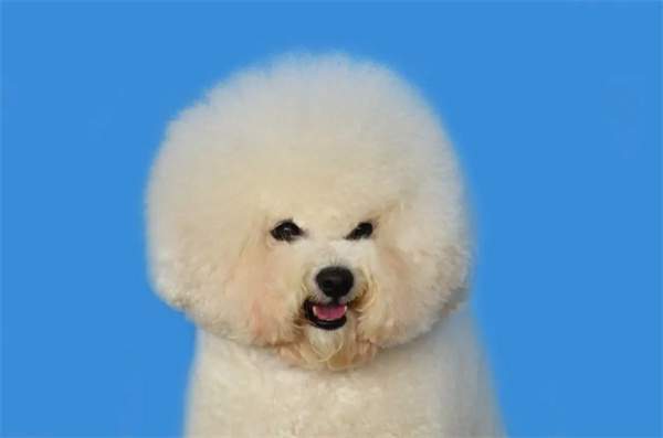 比熊犬/Bichon Frise