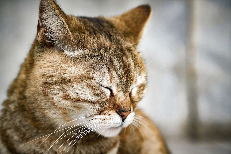 中国狸花猫图片大全 中华本土狸花猫高清图片