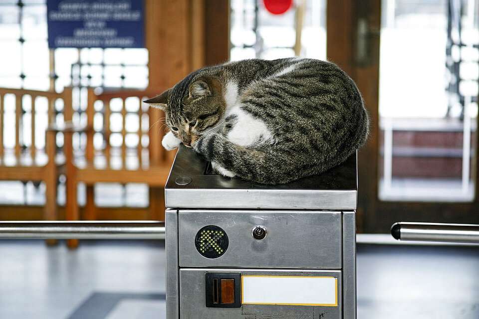 中国狸花猫图片大全 中华本土狸花猫高清图片