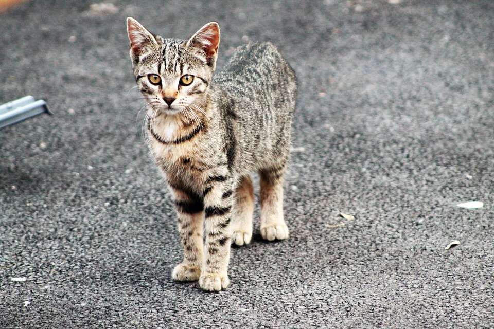 野生的狸花猫