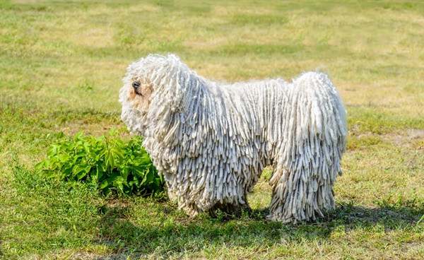 波利犬特征及饲养方法