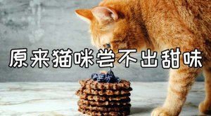 猫感觉不到甜味吗