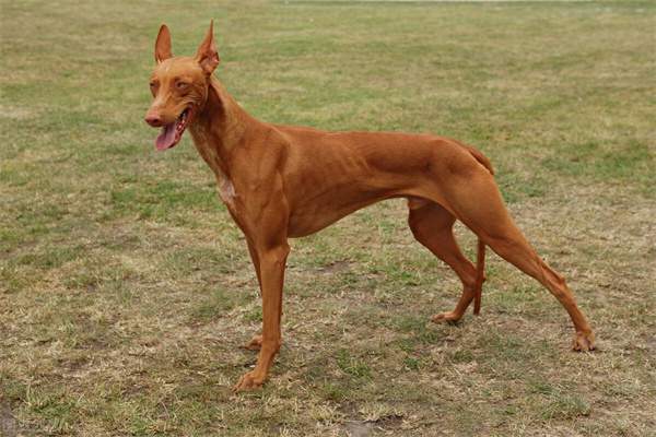 法老王猎犬资料图片 法老王猎犬价格多少钱