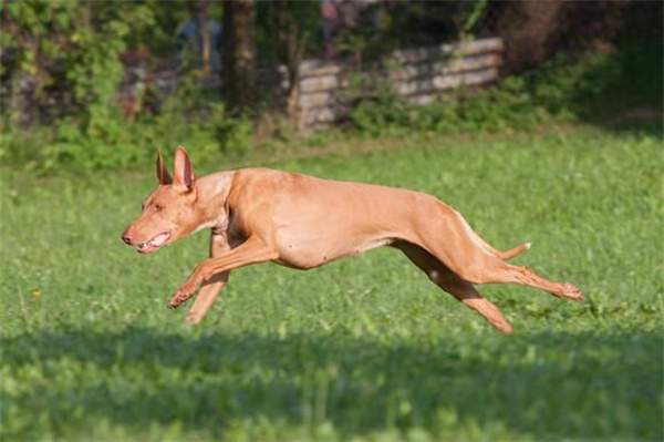 法老王猎犬资料图片 法老王猎犬价格多少钱