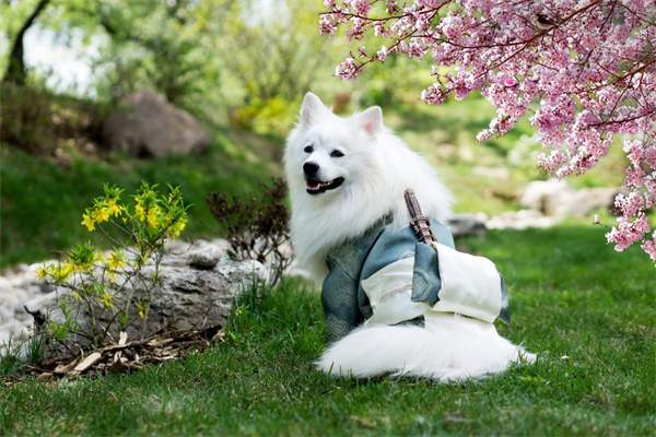 银狐犬资料图片 银狐犬价格多少钱