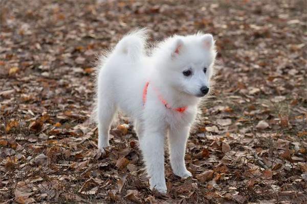 银狐犬资料图片 银狐犬价格多少钱