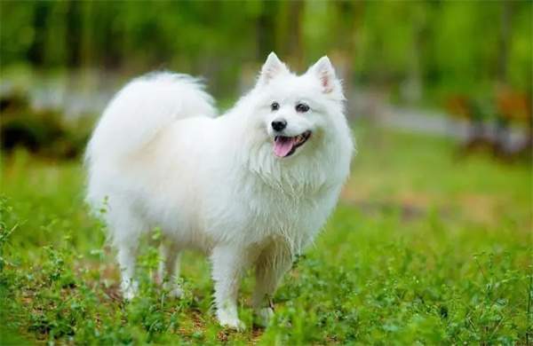 银狐犬资料图片 银狐犬价格多少钱