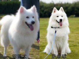 银狐犬和萨摩的区别