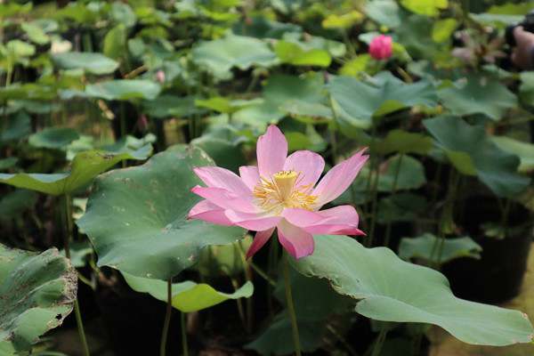 夏天有什么花开