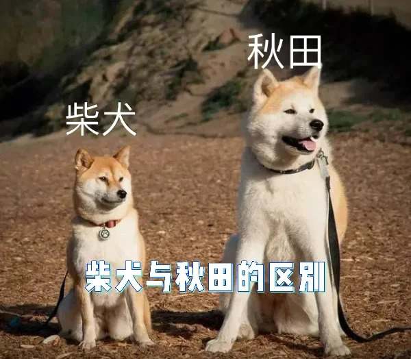 日本柴犬跟秋田犬的区别