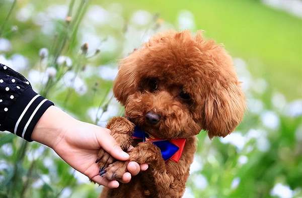 适合家养的小型犬品种排名