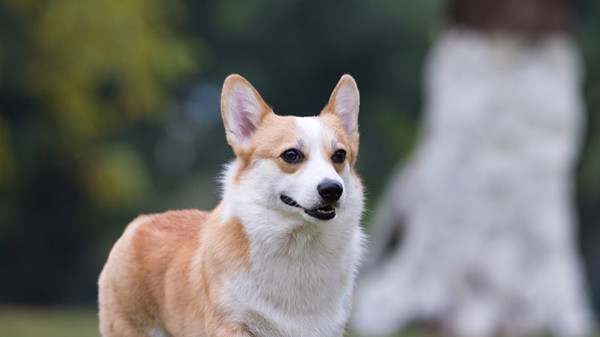 柯基掉毛严重吗？如何解决柯基犬掉毛的问题