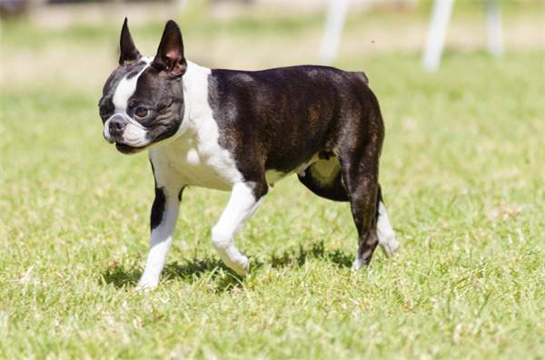 哪些小型犬便宜又好养？十大便宜又好养的小型犬