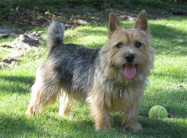 哪些小型犬便宜又好养？十大便宜又好养的小型犬