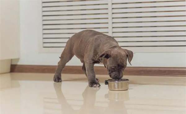 幼犬期小狗的喂食频率是什么样的