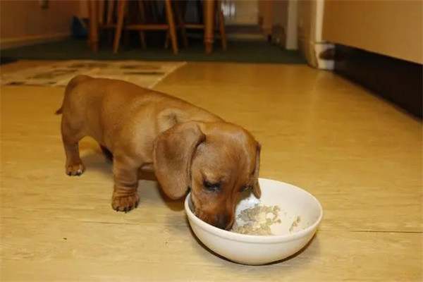 幼犬期小狗的喂食频率是什么样的