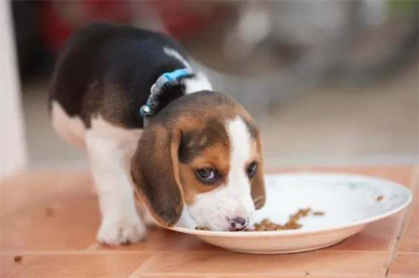 幼犬期小狗的喂食频率是什么样的