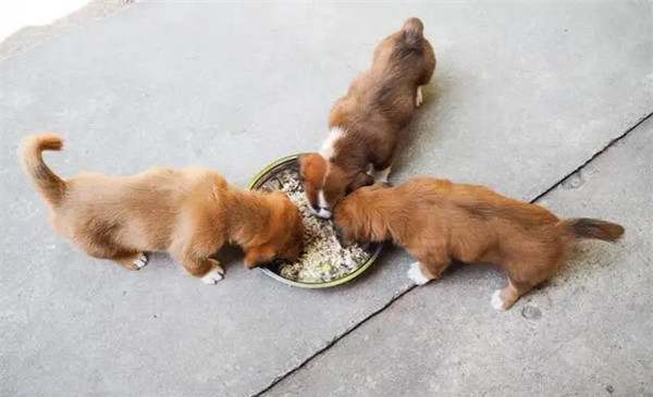 幼犬期小狗的喂食频率是什么样的