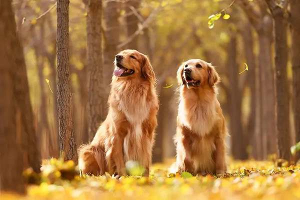 金毛犬一生中，6个必经阶段