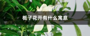 栀子花开有什么寓意