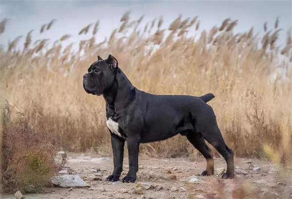 中国十大禁犬