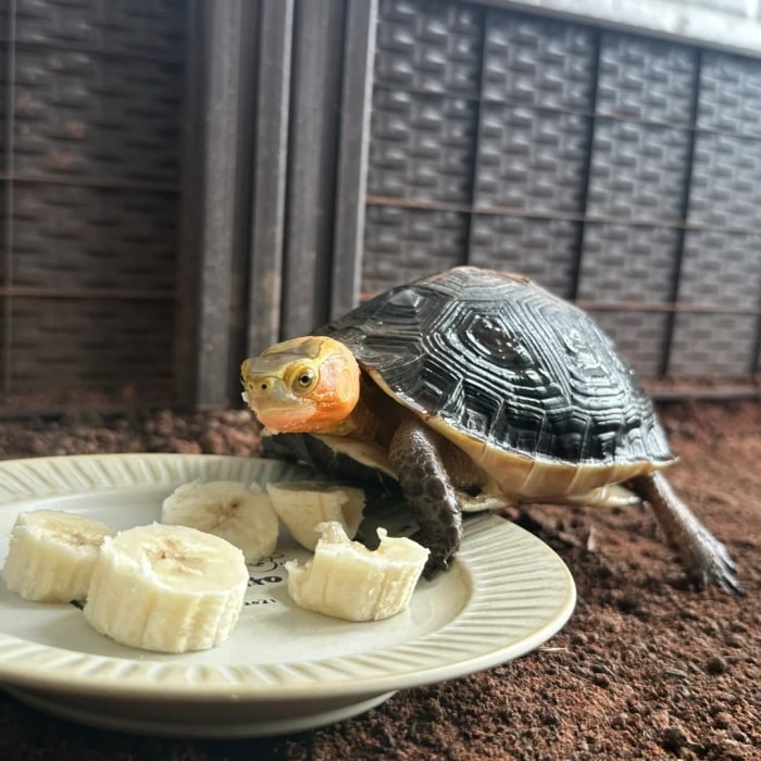 乌龟能吃香蕉吗?