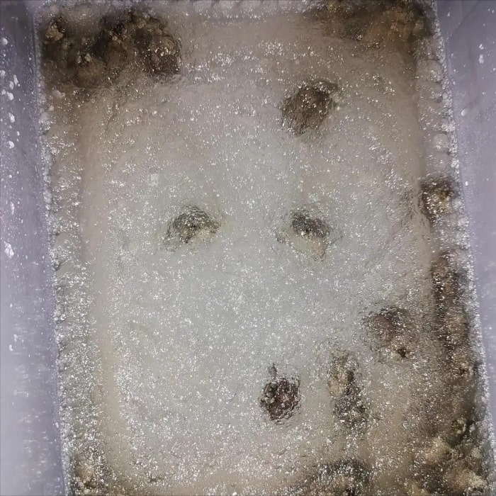 乌龟冬眠常用的七种方法，看看你的乌龟更适合哪种？
