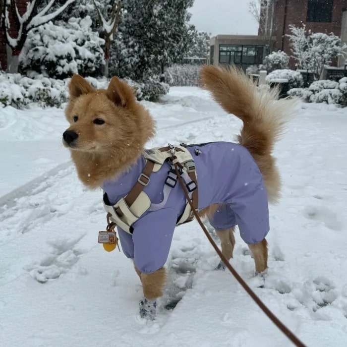 冬天遛狗的正确打开方式