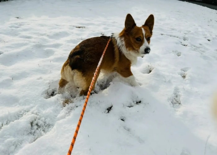 冬天遛狗的正确打开方式