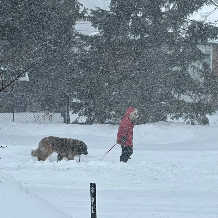 冬天遛狗的正确打开方式
