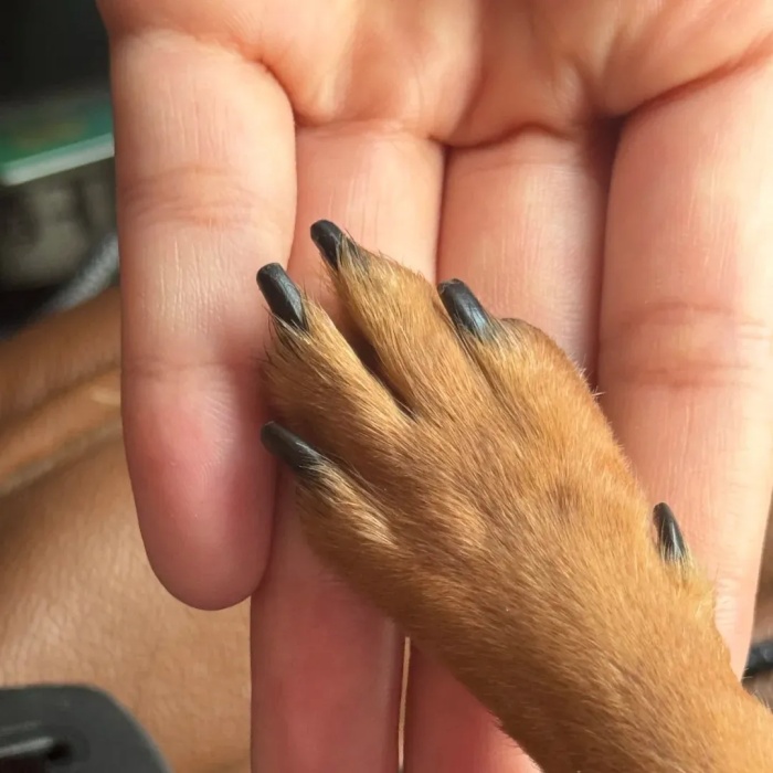 狗狗最害怕的5件事