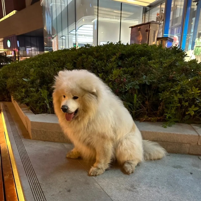 狗狗最害怕的5件事