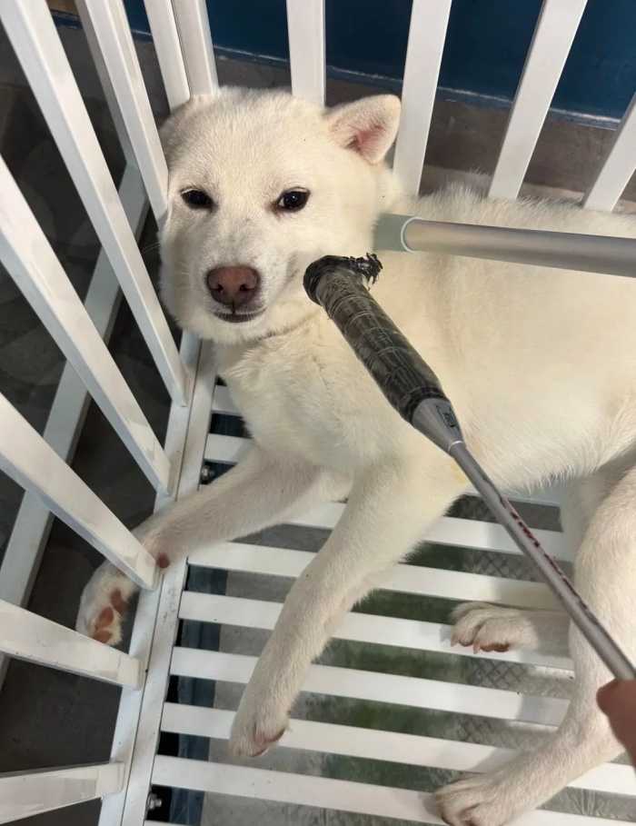 狗狗最害怕的5件事