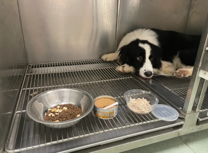 狗狗最害怕的5件事