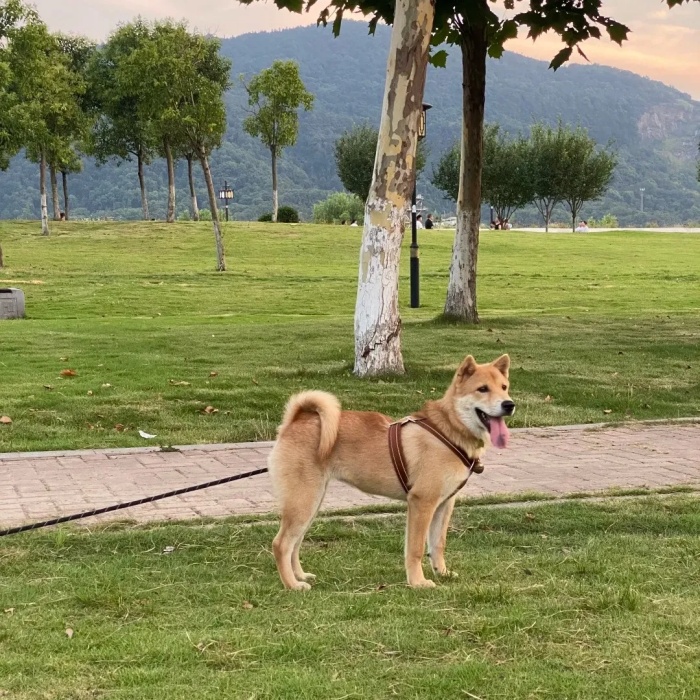 狗狗最害怕的5件事